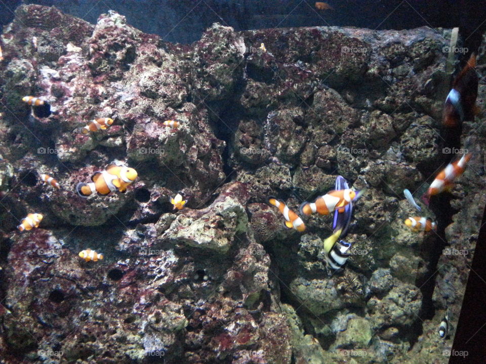 Clown Fish