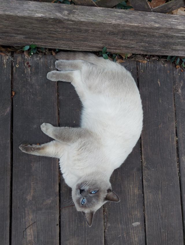 Gray cat