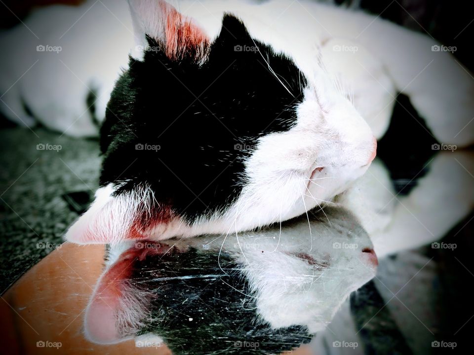 Simba Lionheart 🦁