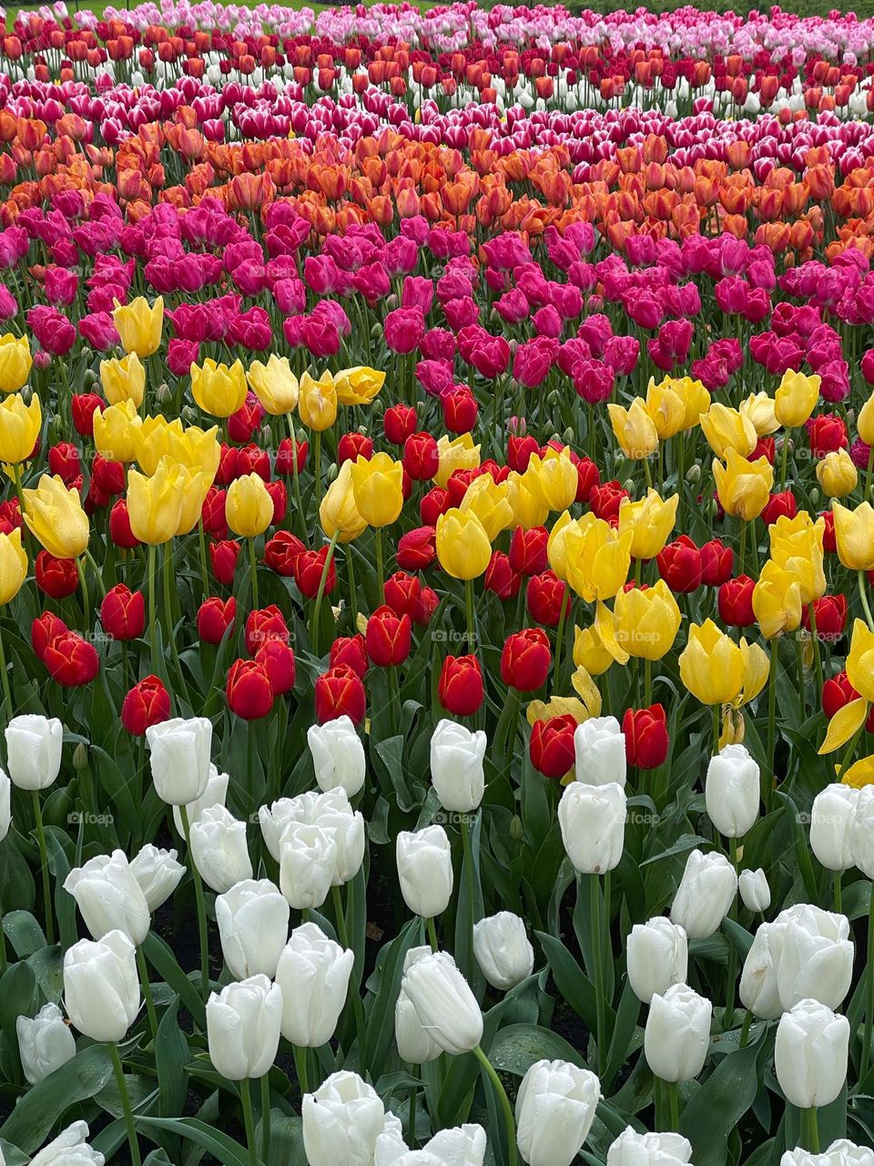 An abundance of colourful Tulips at Keukonhof 🌷