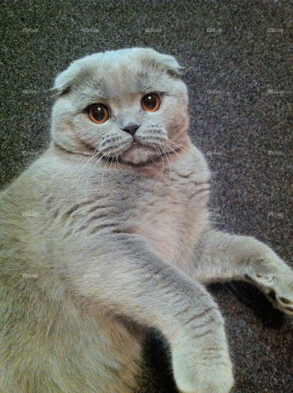 Scottish Fold