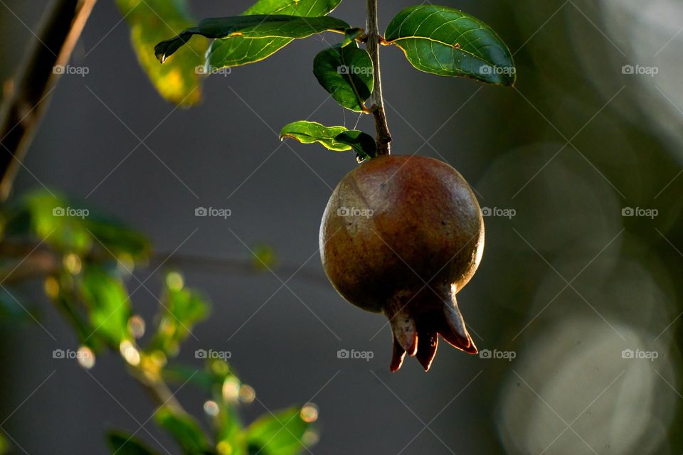 Pomegranate fruit in home