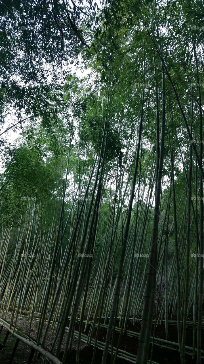 bamboo