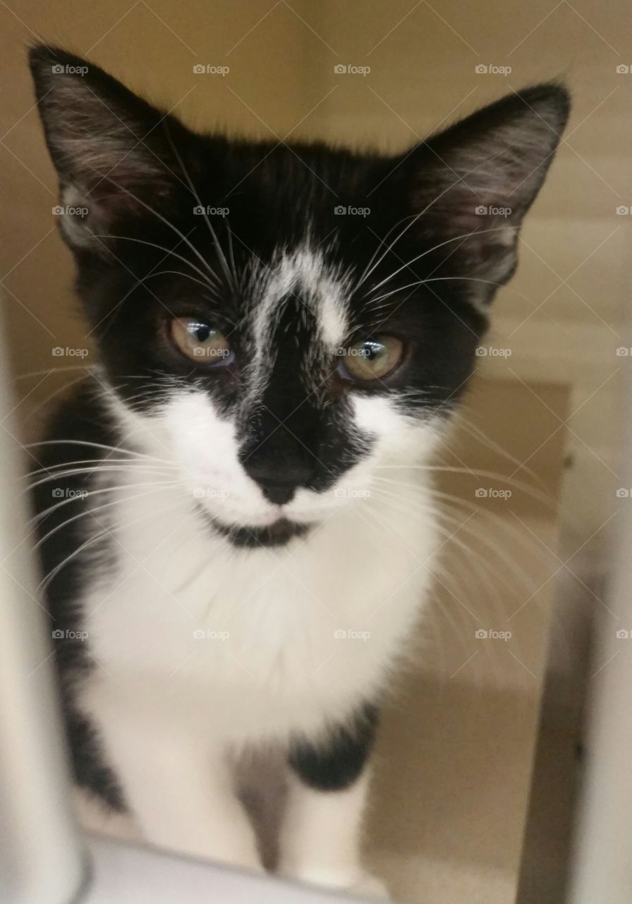 Tuxedo Kitten. Very friendly tuxedo kitten waiting to be adopted at a local animal shelter.