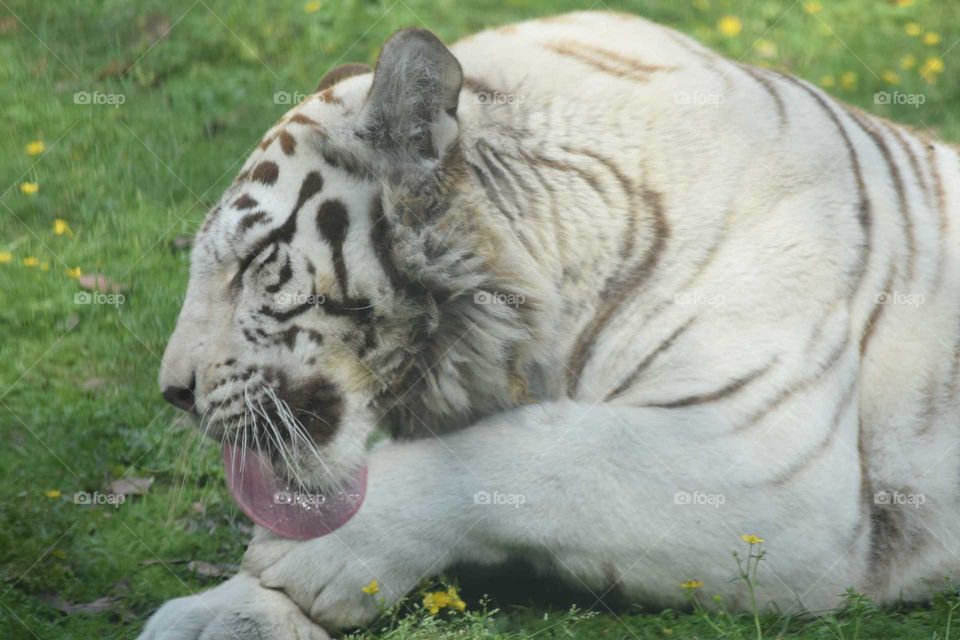 white tiger cleaning up