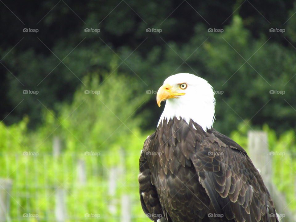 Bald Eagle
