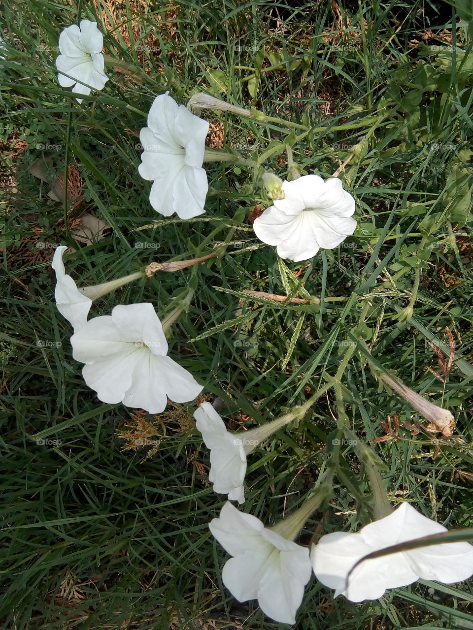 beautiful white flowers in its full beauty.
