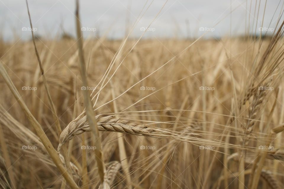Wheat on the field