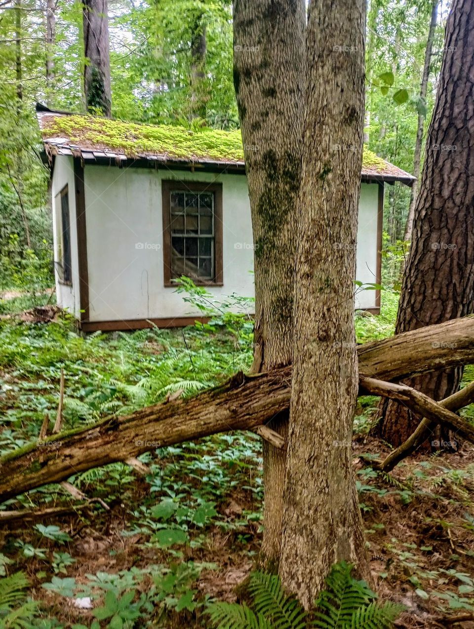 Shack in the Woods