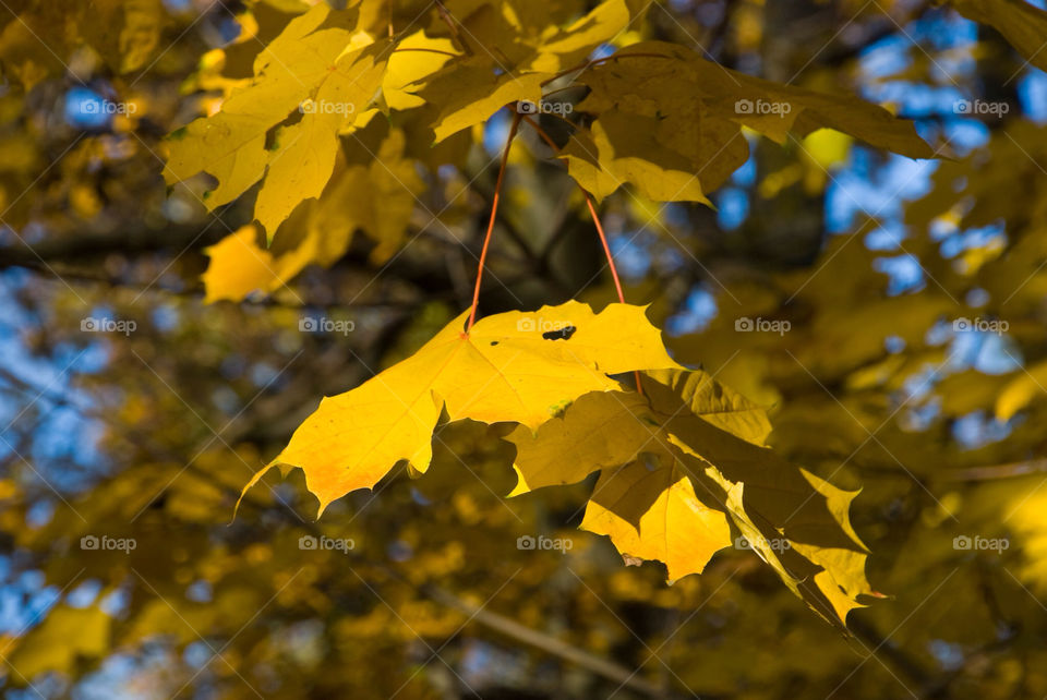 tree sunny leaf fall by jbdc