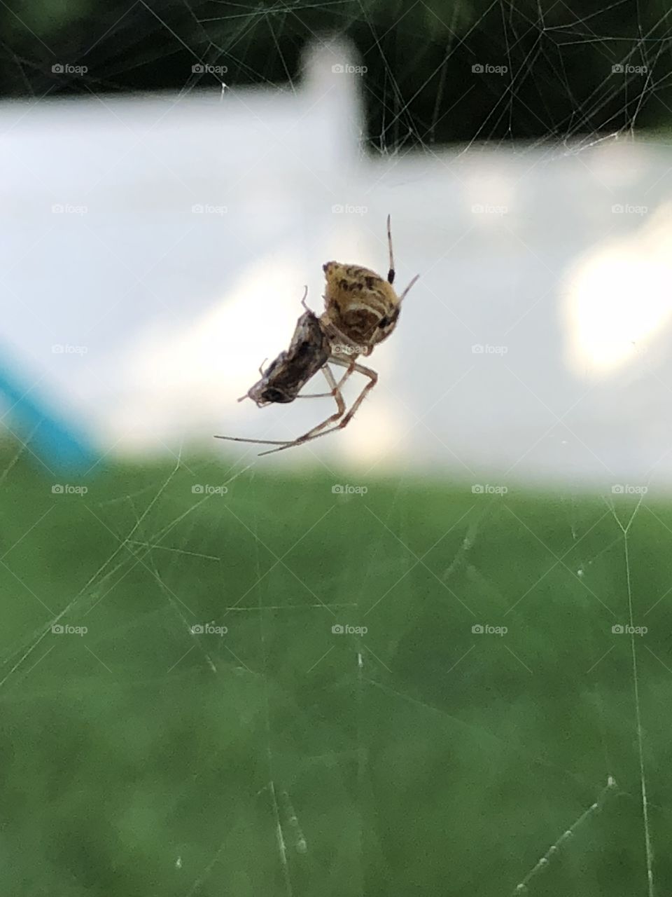Spider eating fly