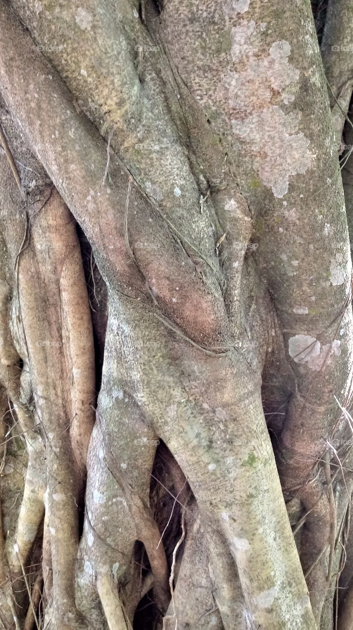 TRONCO ÁRVORE ANTIGA