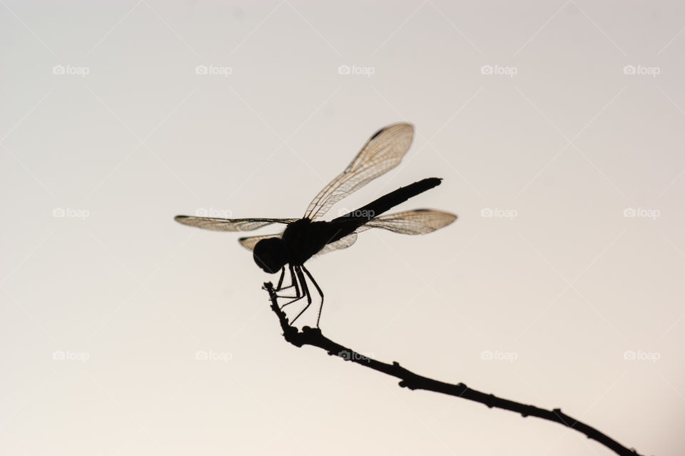 Dragonfly