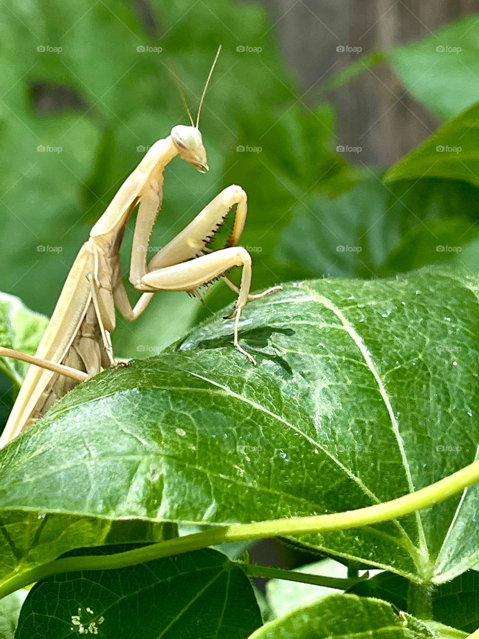 The beautiful white preying mantis on the green leaves at the summer season resting.