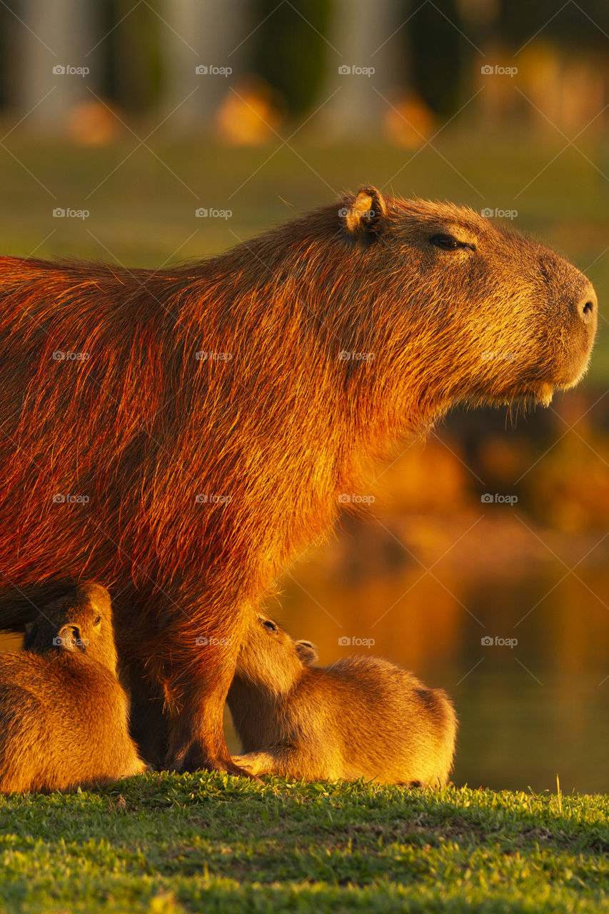 The power of three together - Capybara breastfeeding her yong in the barigui park in Curitiba.