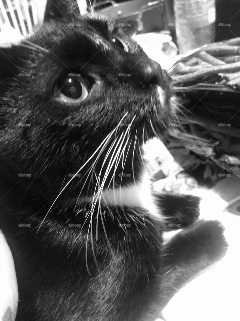 Staring into the eyes of love 