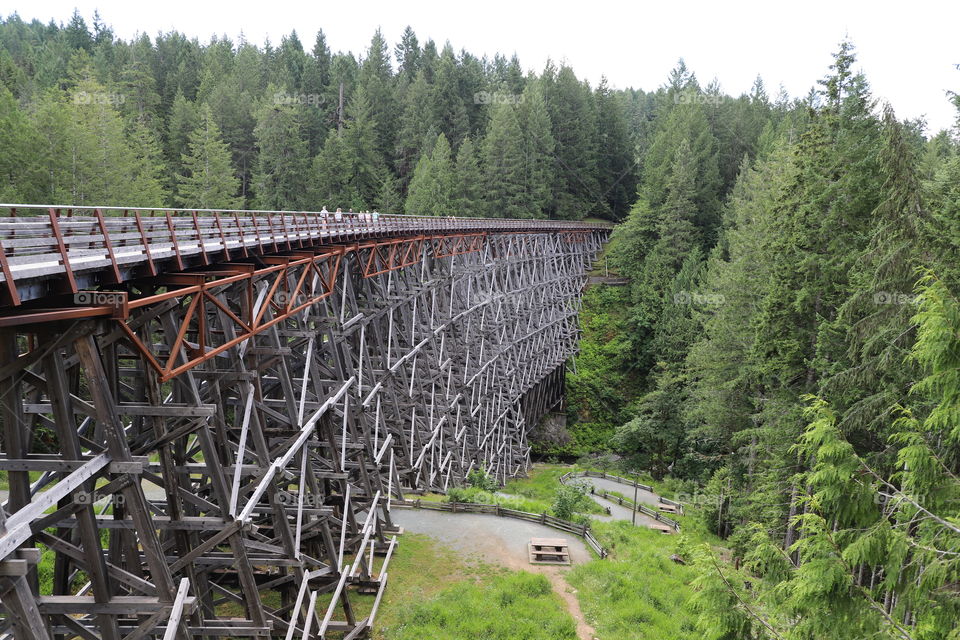 Wooden bridge through dense forest , side view 