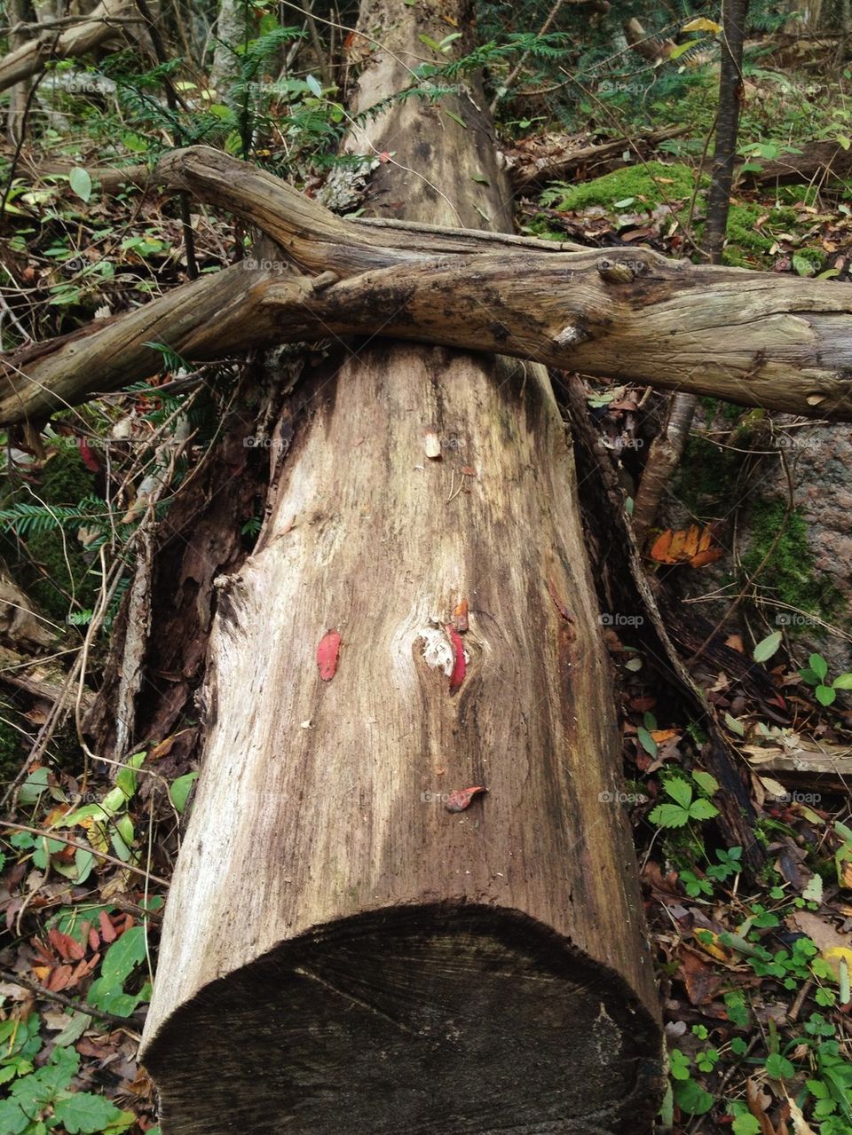 Close-up of tree trunk