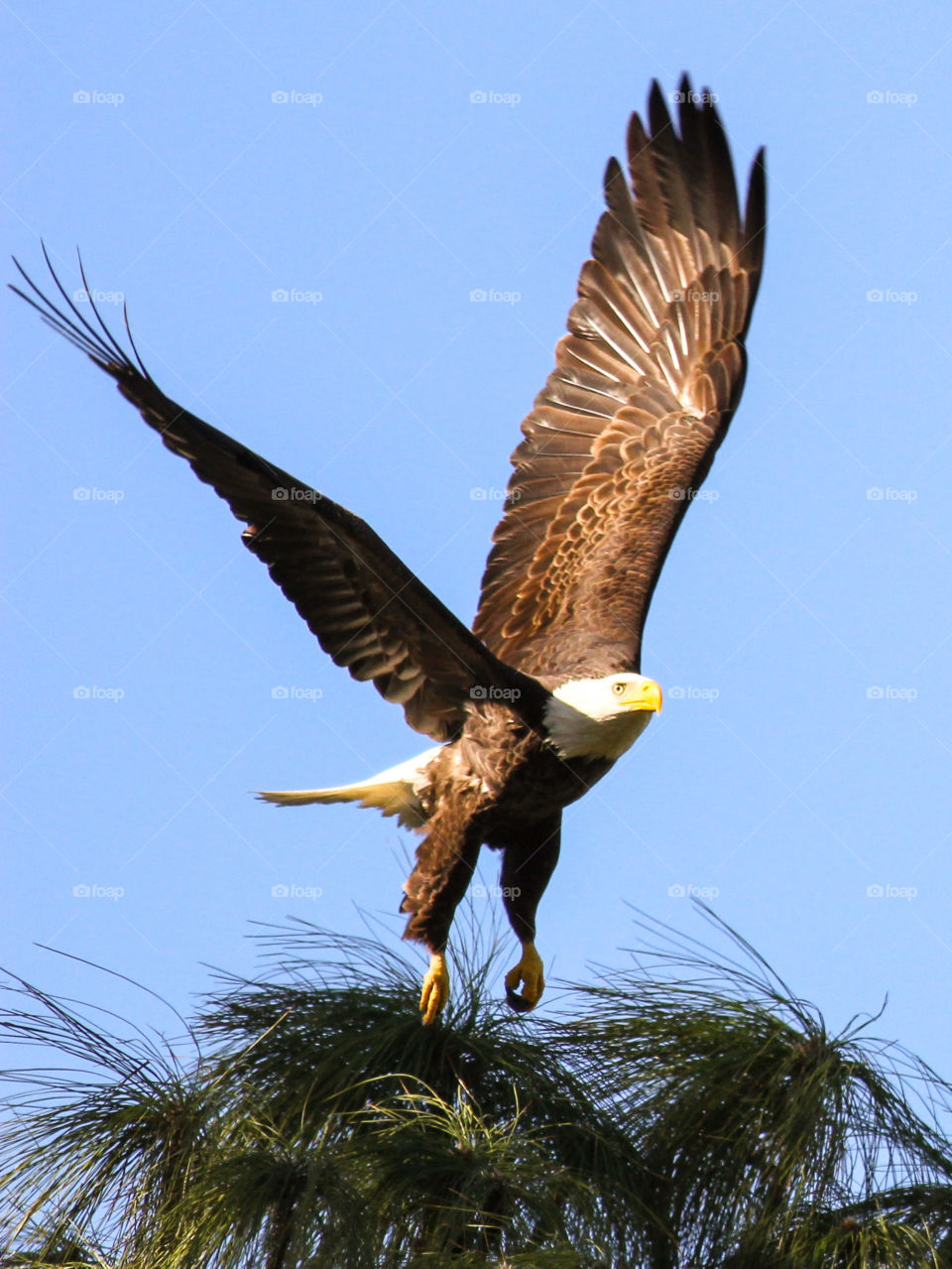 freedom Bald eagle florida usa
