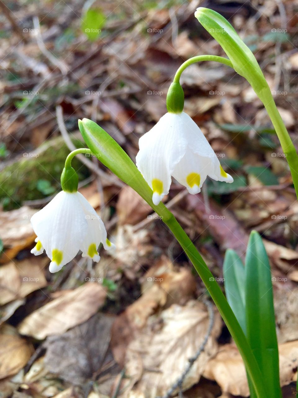 Wild snowdrops in the forest