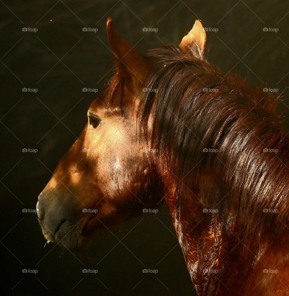 Wild Horse at First Light