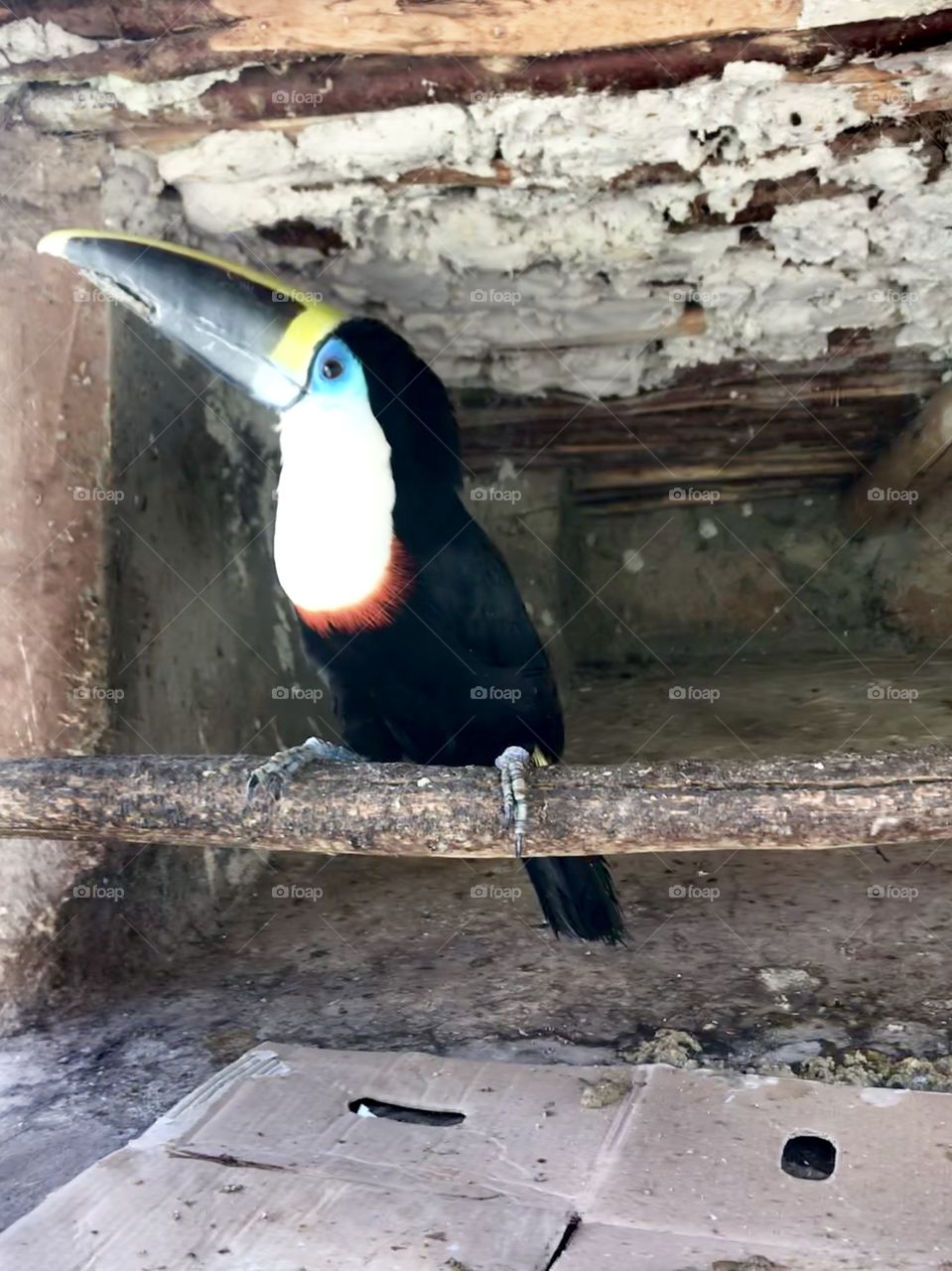 Colorful toucan showing off his feathers in an animal sanctuary outside of Cusco, Peru 