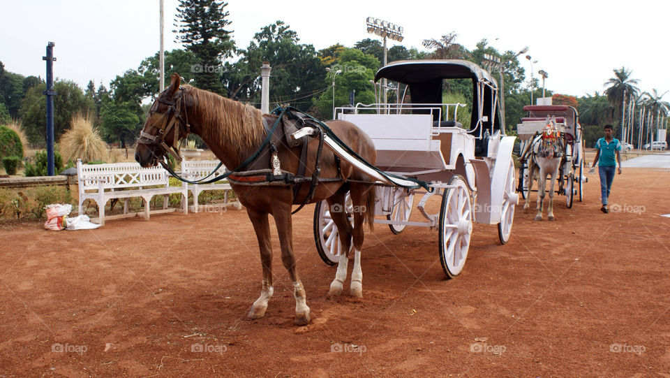 Bangalore Palace horse carriages