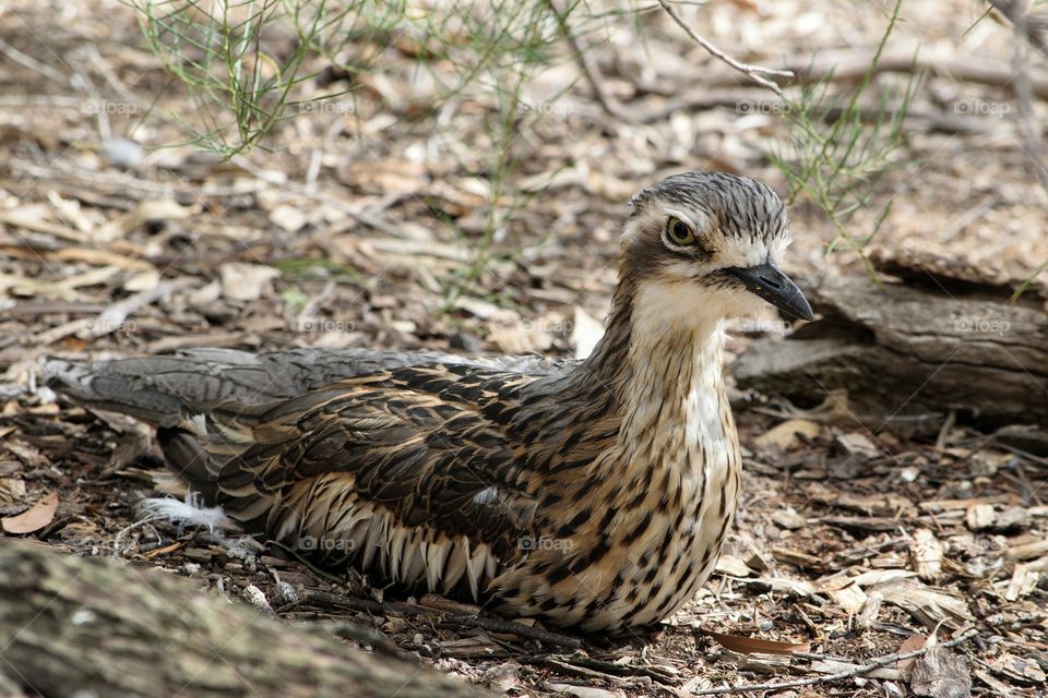 Bush Stone Curlew