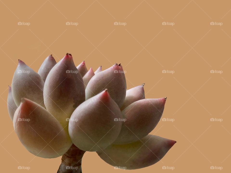 Backgrounds, copy space, succulent against orangey background 