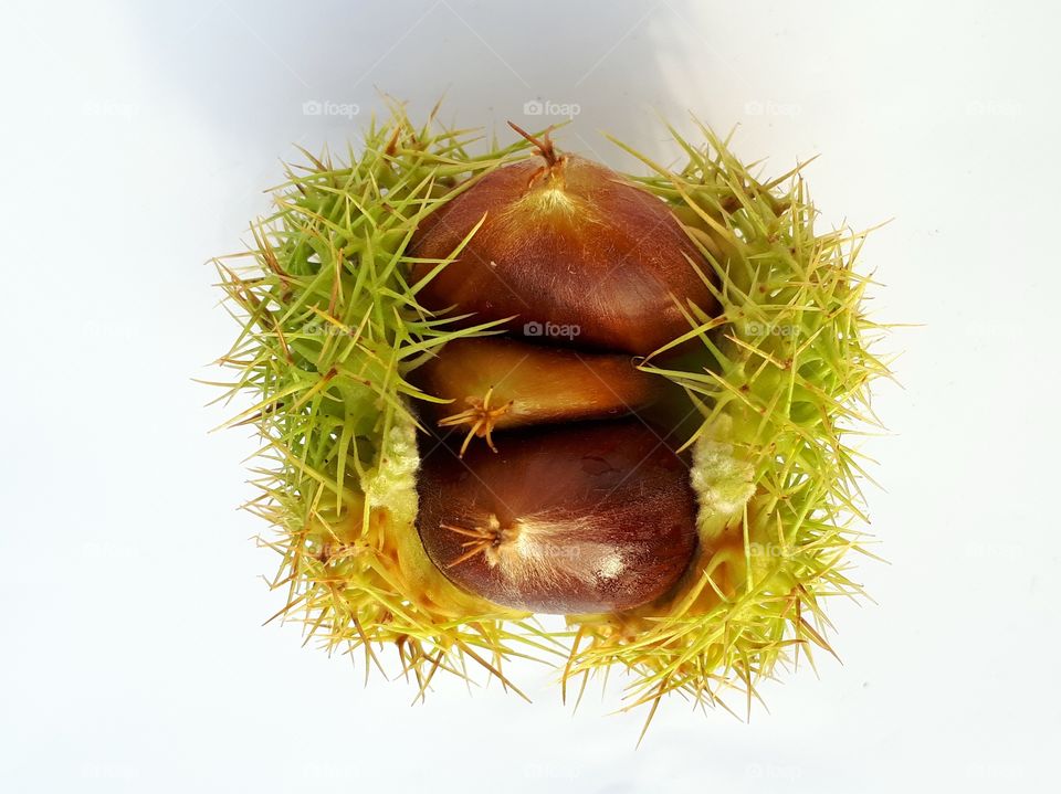 3 chestnuts in shell