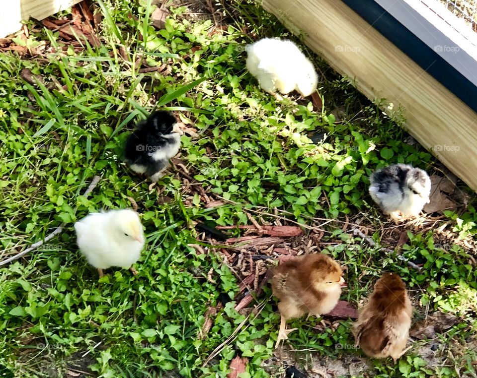 Springtime chicks!