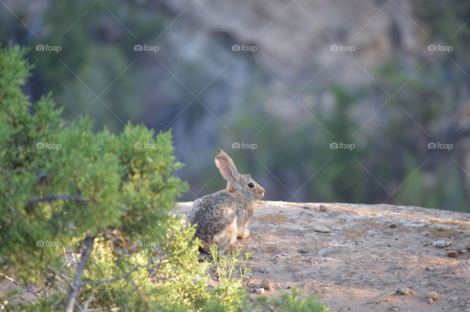 Wild bunny rabbit