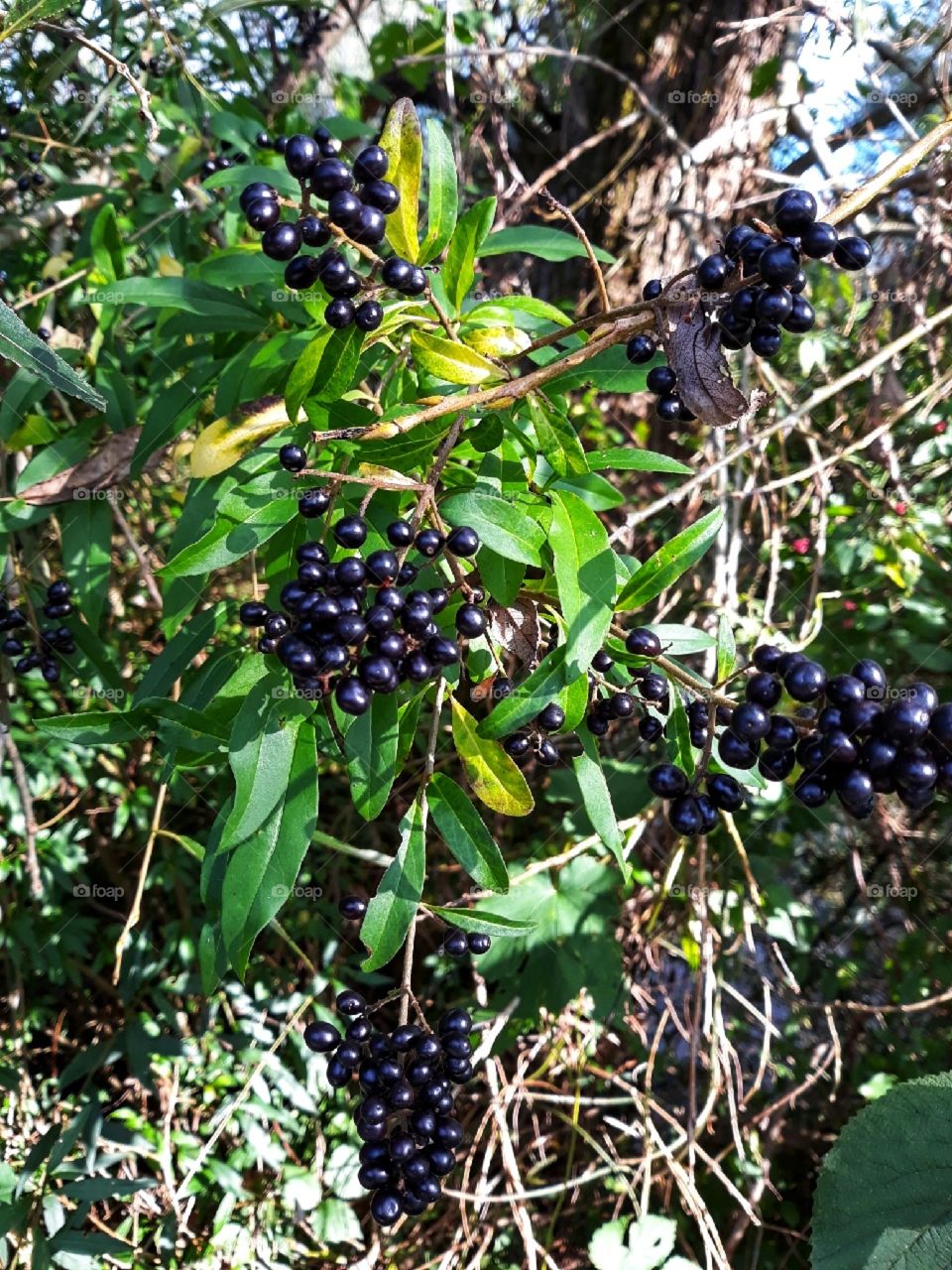 Black colour wild fruits
