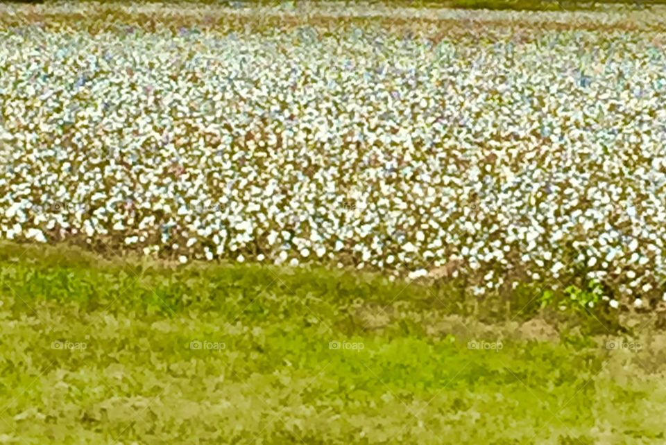 Georgia cotton field.
