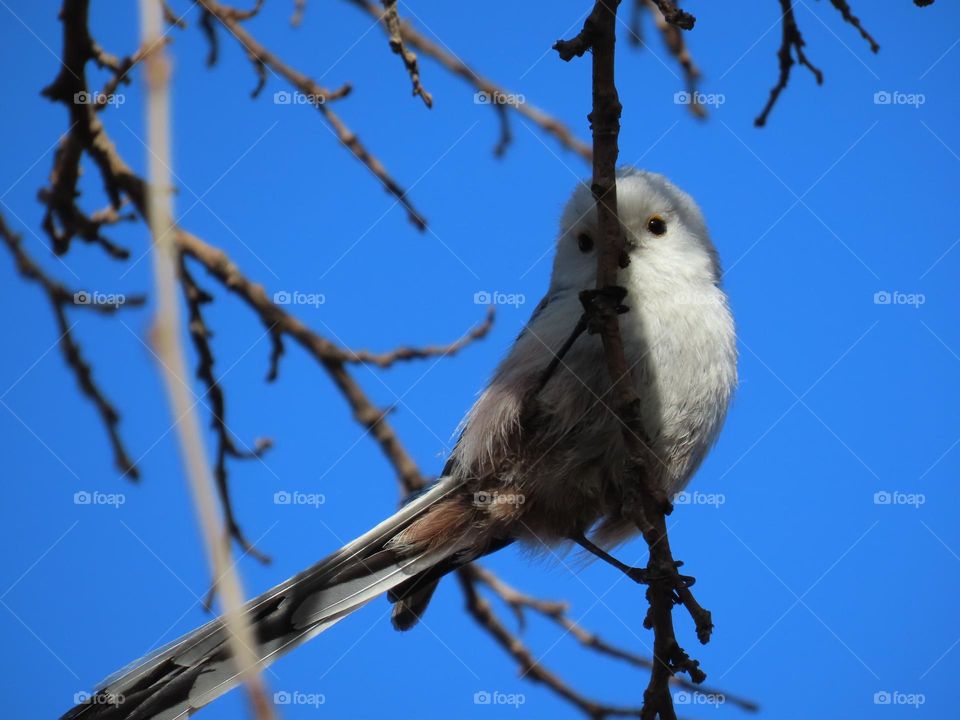 Long-tailed tit