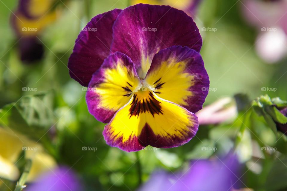 purple & yellow flowers
