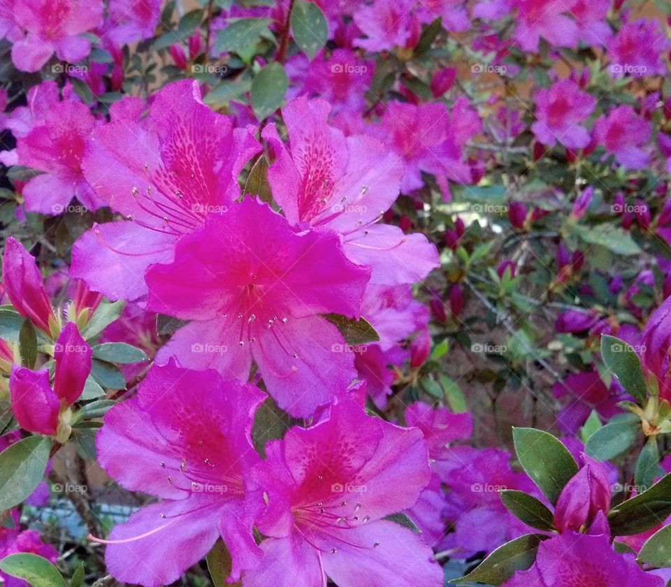 Azalea 2