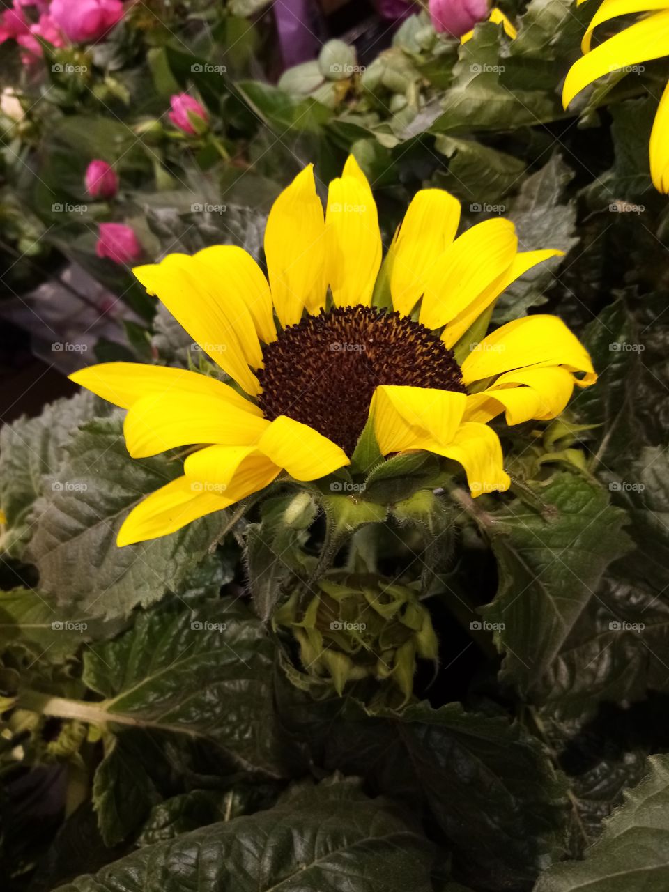 Sonnenblumen