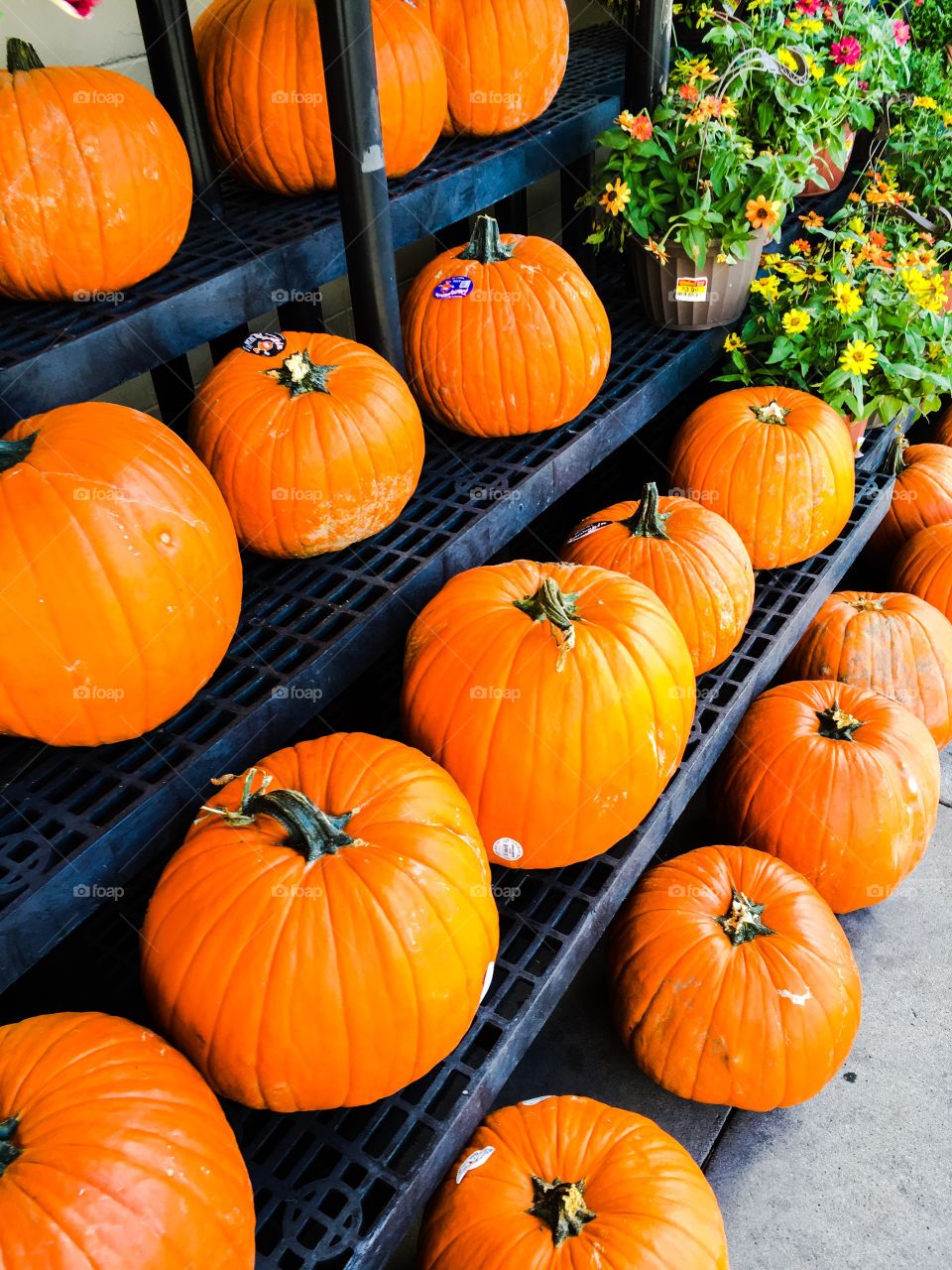 Row of pumpkins for sale 