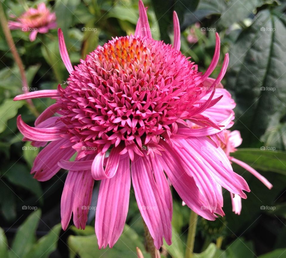 Close-up of pink daisy