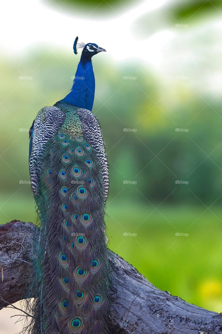 Beautiful and cute peacock bird