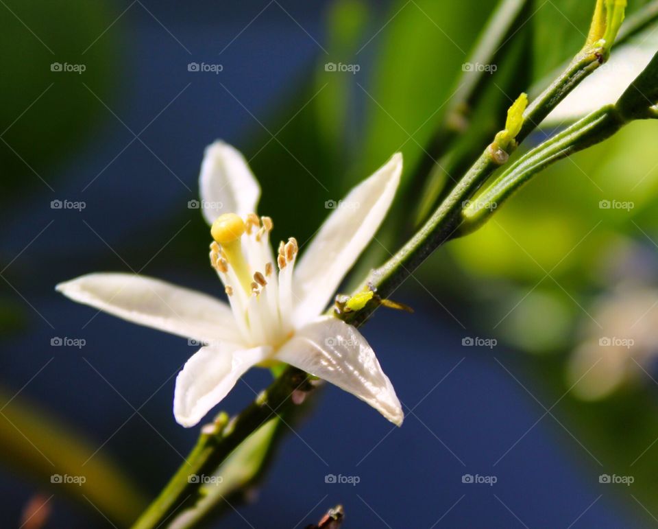 Tiny white bloom