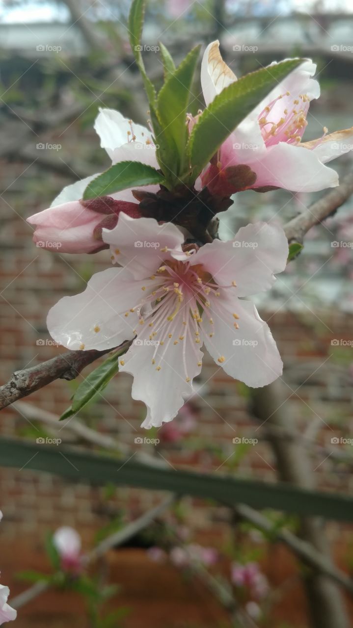 Flower, Nature, Cherry, Tree, Branch