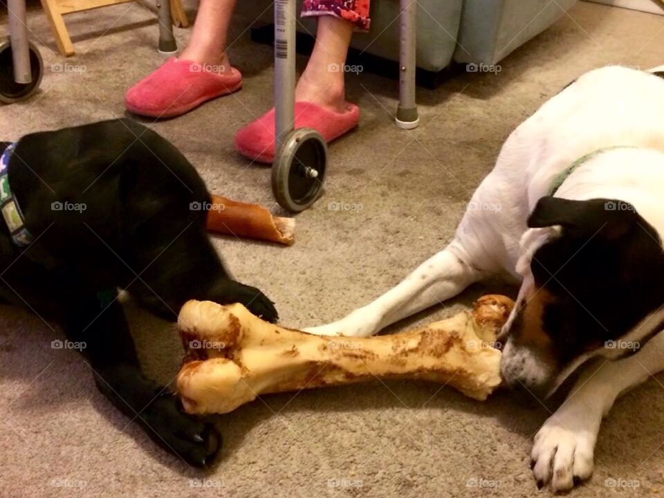 Who can get the the middle of the bone first?