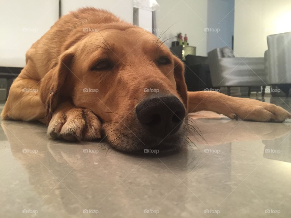 Dog, Portrait, Indoors, Mammal, Canine