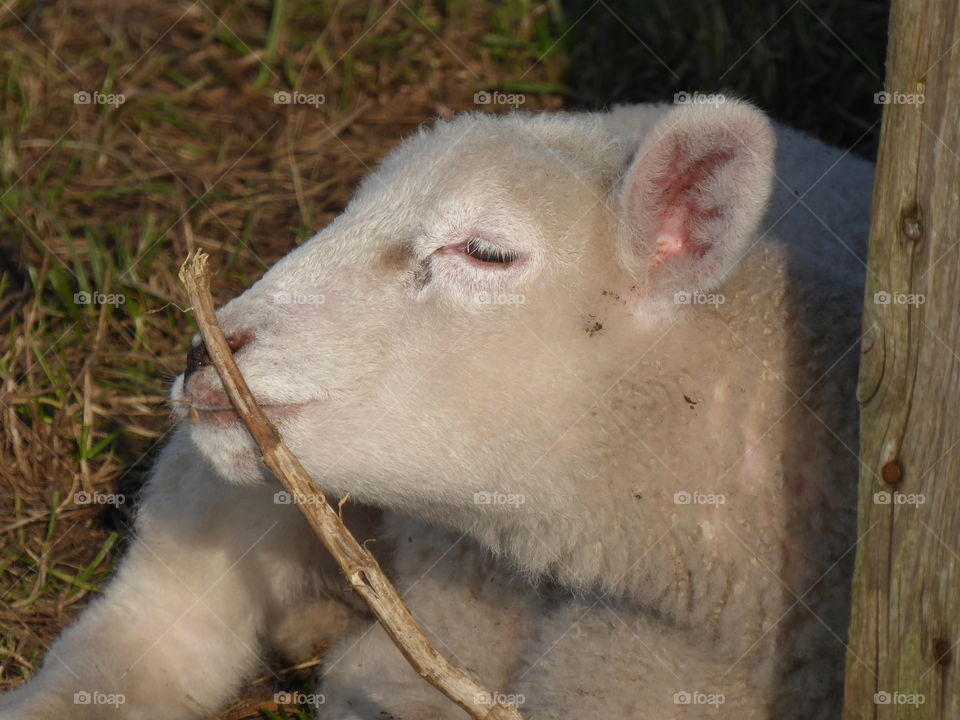 Lamb nibbles on a branch