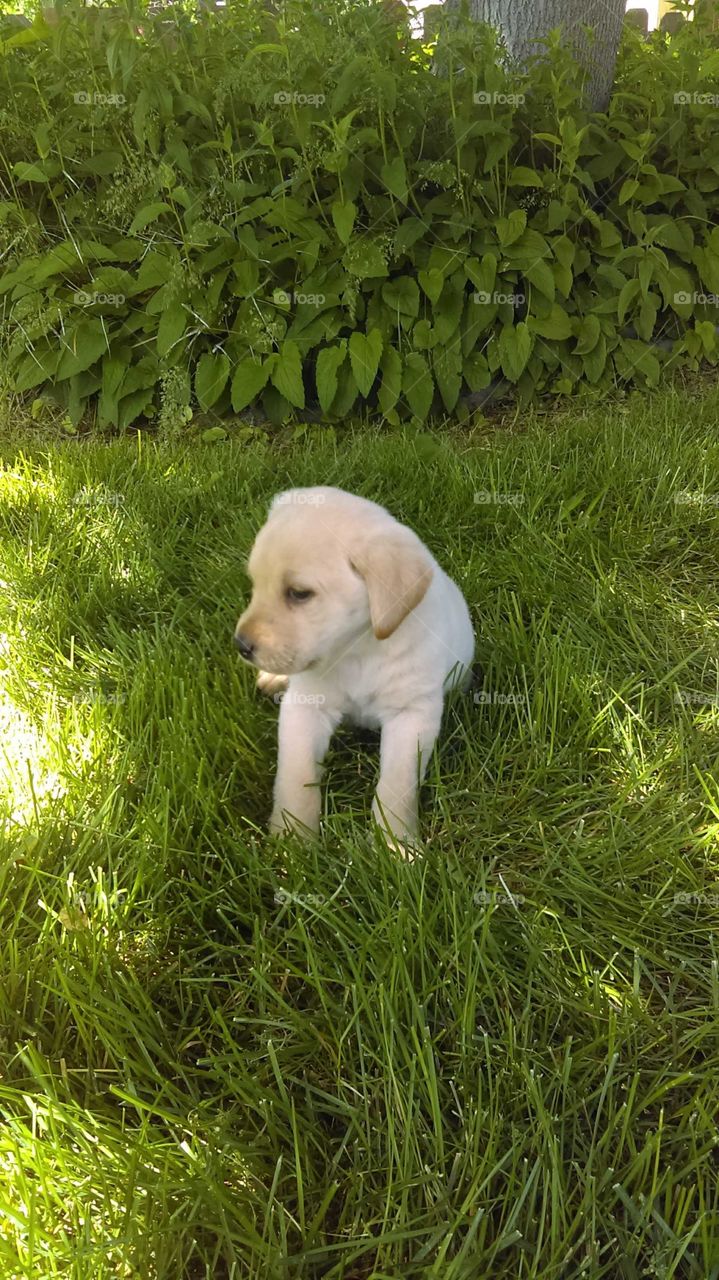 Puppy in the Grass