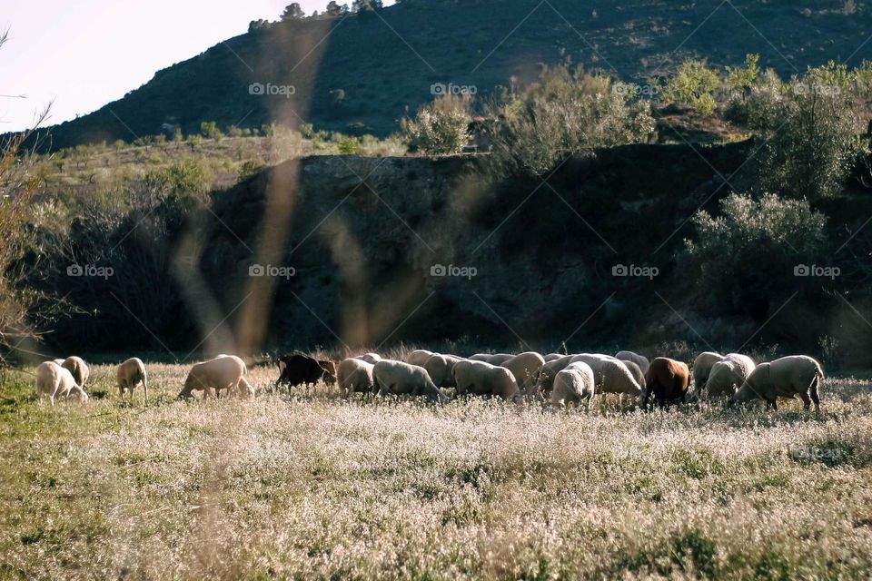 Grazing in the field. Sunset.