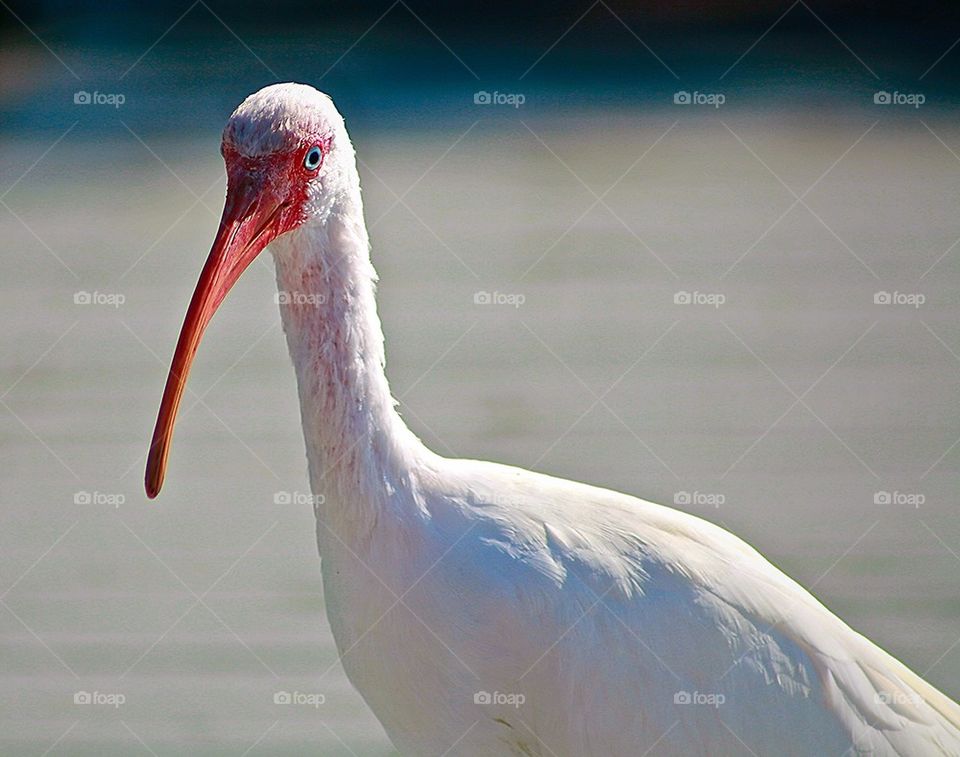 Ibis in the Morning