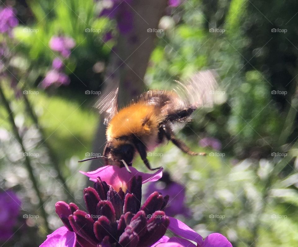 Bee taking nectar!
